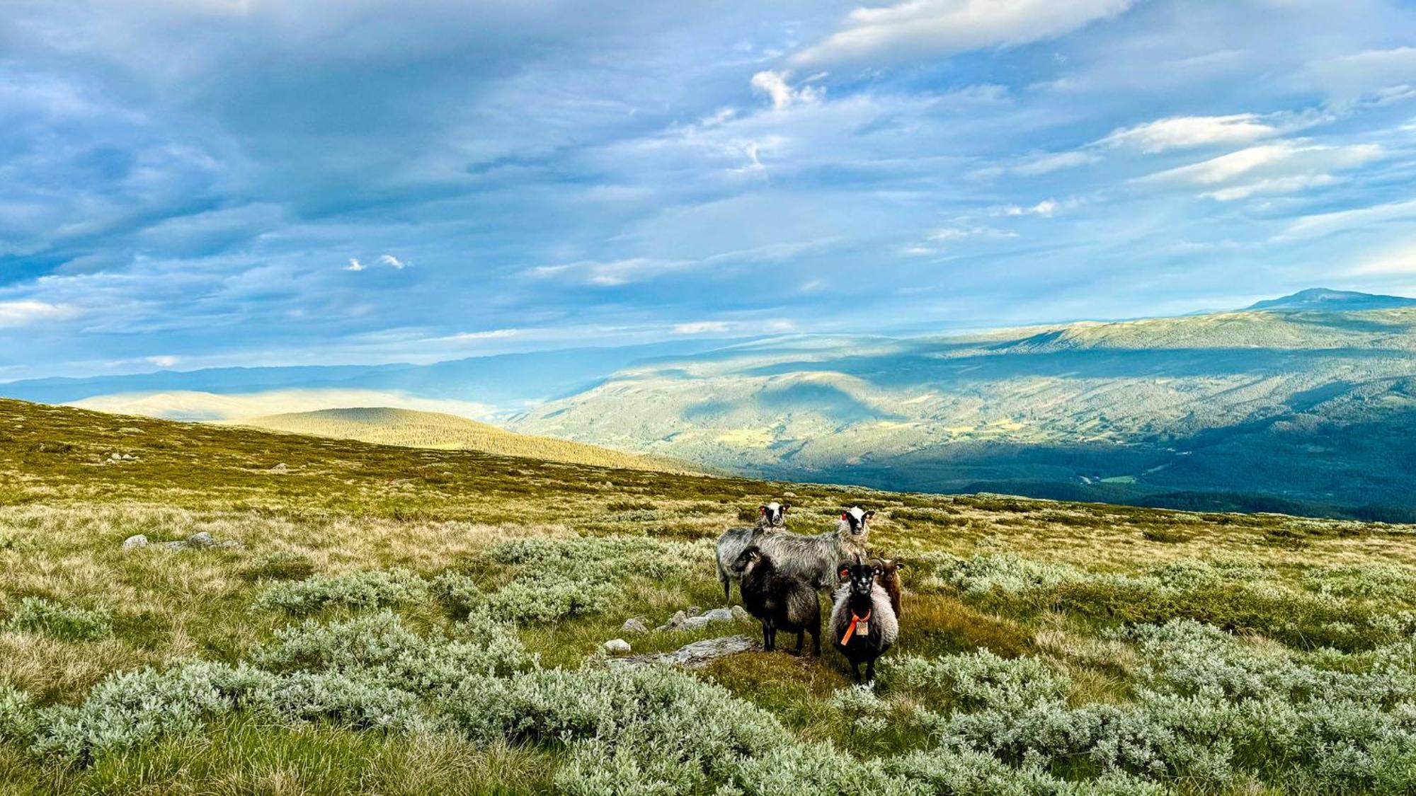Mjosvang Kafe Vang I Valdres المظهر الخارجي الصورة